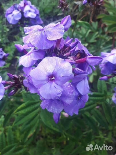 Дельфиниумы, мальва, сортовые флоксы