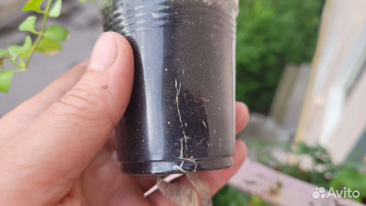 Вербейник монетчатый