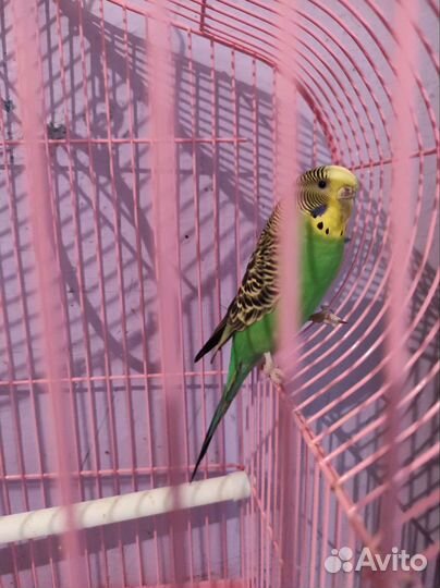 Волнистый попугай