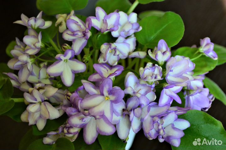 Укорененные пасынки фиалок-трейлеров