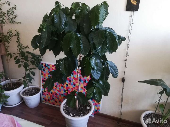 Кофе, фикус Али(узколистный)