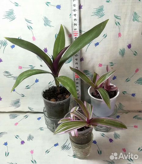 Рео, Фикус пестролистный, Драцена