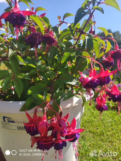 Фуксия сортовая