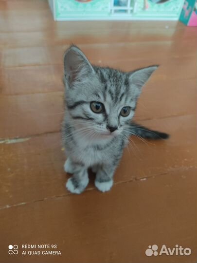 Котенок