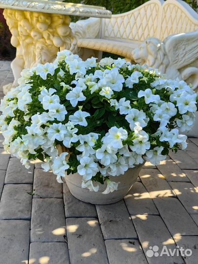 Ампельная вегетативная петуния и из семян