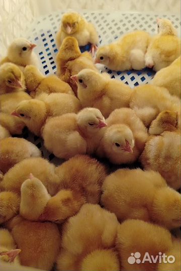 Цыплята(бронь)