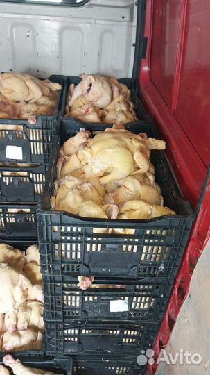 Мясо домашней птицы