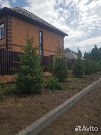 Ель крупномеры посадка и продажа