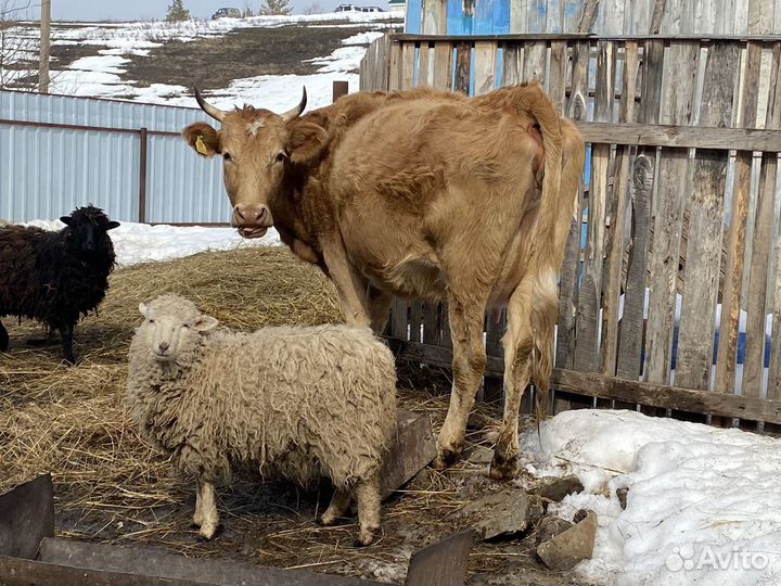 Корова дойная молочная,телёнок и овцы,бараны