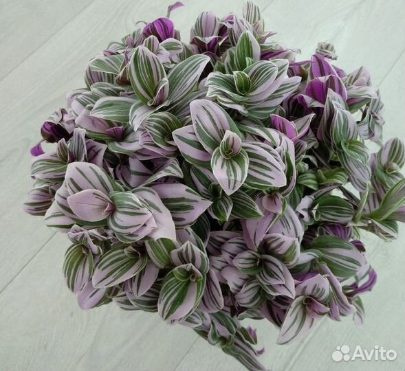 Растения комнатные разные