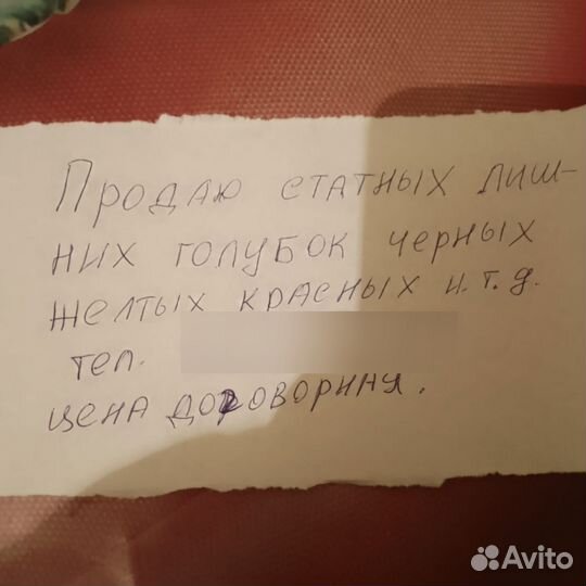 Голуби продажа статные