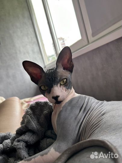 Канадский сфинкс вязка