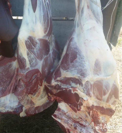 Продам рёбра говядины