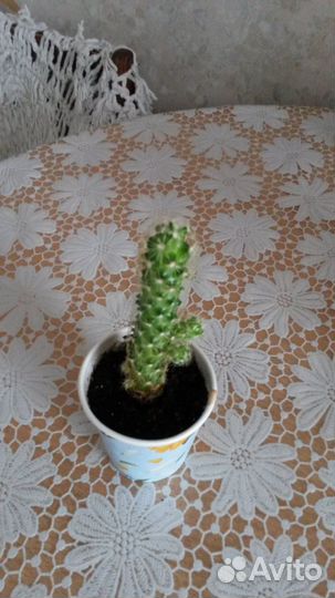 Комнатные растения,за инфой в сообщения