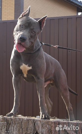 Прайтер щенки кобели