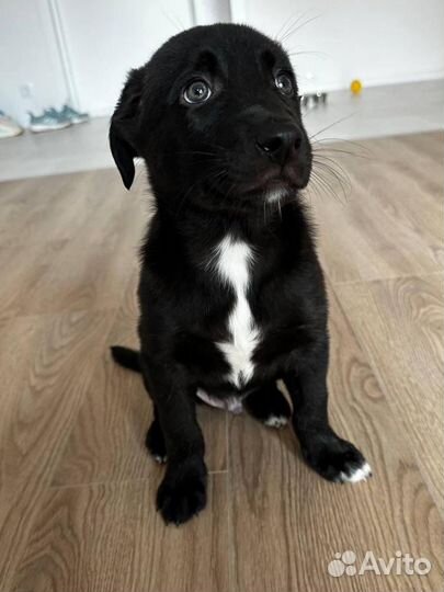 Щенок мальчик в добрые руки