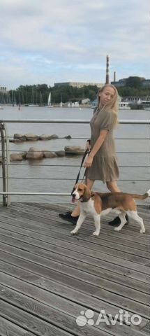 Выгул собак