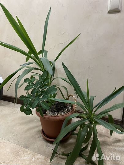 Юкка, Аморфофаллус