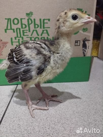 Домашняя птица индюк