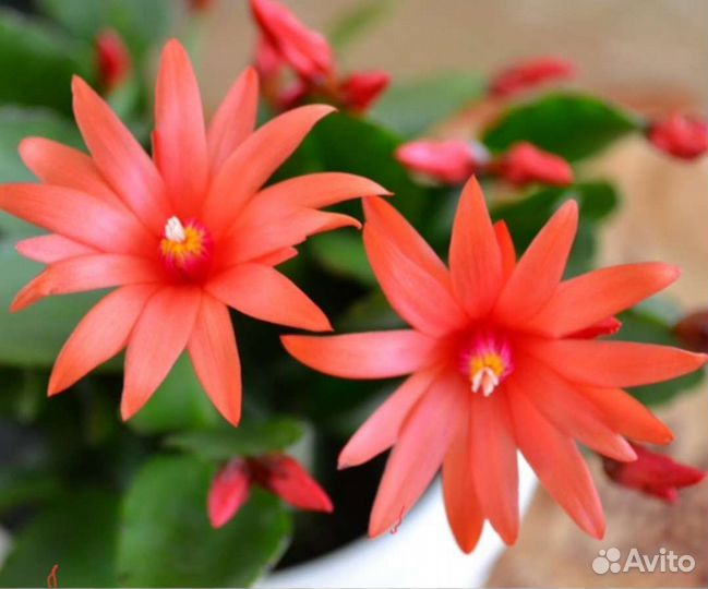 Репсалидопсис