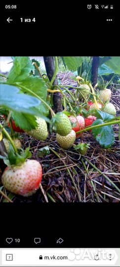 Рассада клубники