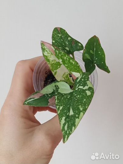 Сингониум, пеперомия, монстера и др