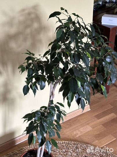 Фикус бенджамина