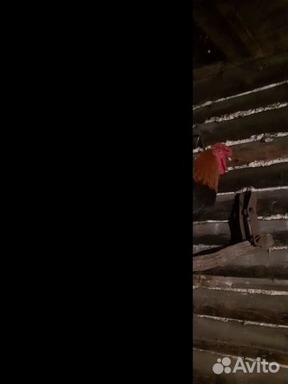 Молодые петухи