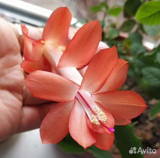 Декабрист шлюмбергера