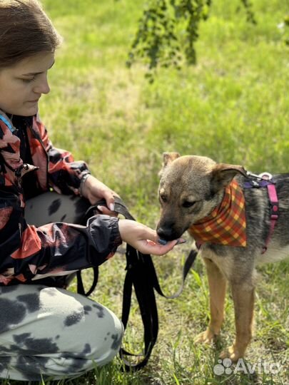 Миниатюрный пёсик тоскует в приюте