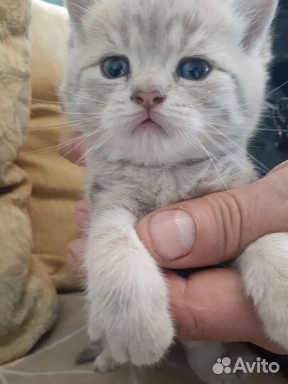 Кошки