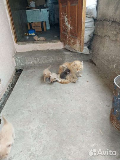 Домашние животные кошки