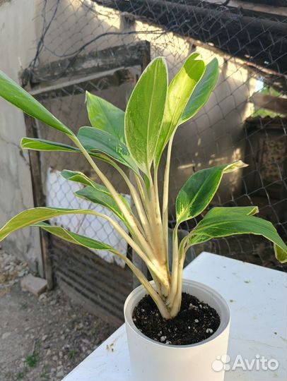 Аглоонема йок канхана Вайт лайм