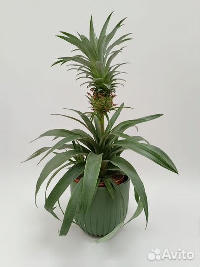 Ананас домашний