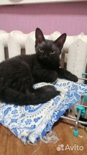 Кошки в добрые руки бесплатно