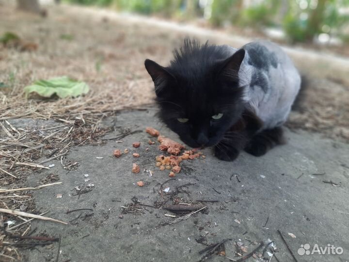 Кошки в добрые руки бесплатно