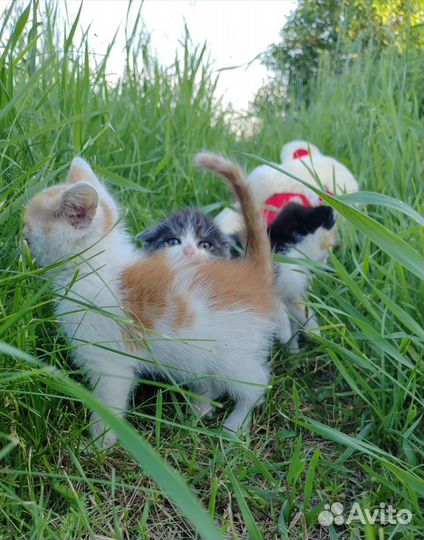 Котёнок (мальчик)