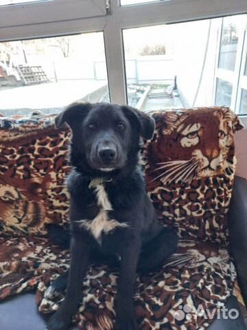 Щенок в добрые руки бесплатно