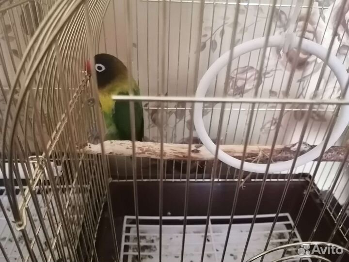 Попугаи неразлучники с клеткой