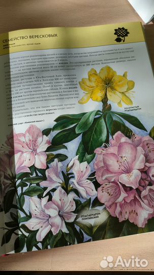 Энциклопедия растения