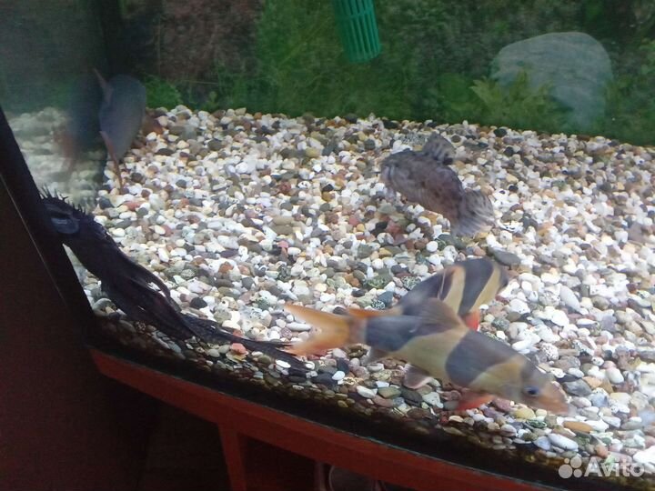 Аквариумные рыбки 7 шт