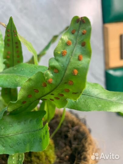 Папоротник