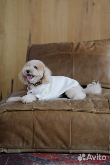 Собака (мальтипу) для фото и видео съемок