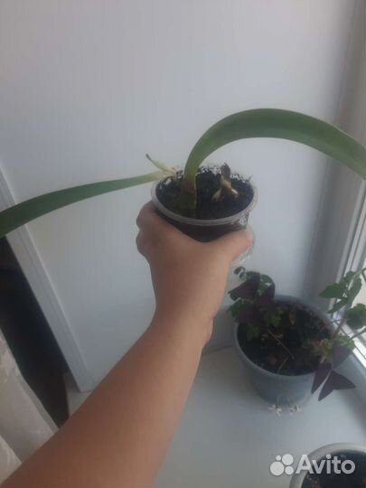 Гиппиаструм