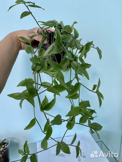 Домашние растения