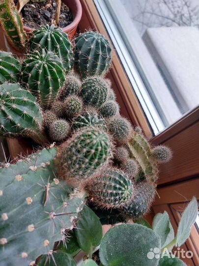 Кактус эхинопсиса