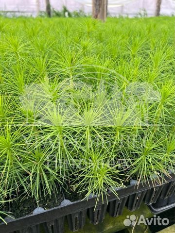 Зкс и окс Сосна Ель Лиственница сеянцы Голуб горн