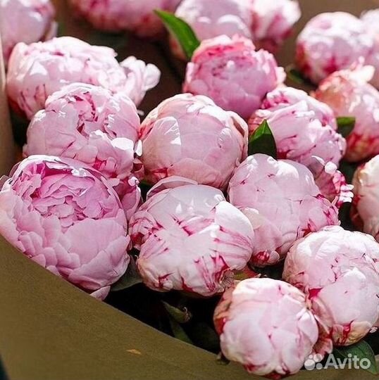 Пионы Розы Доставка