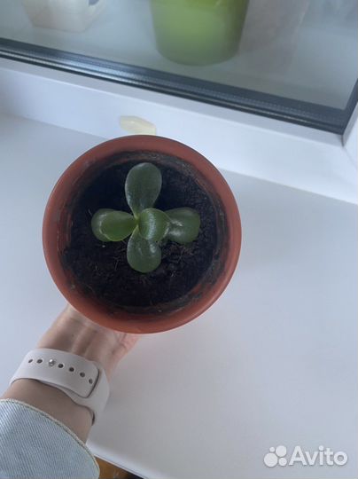 Толстянка или Денежное дерево