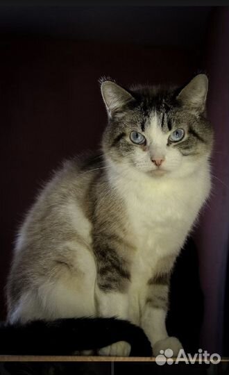Кошки в добрые руки